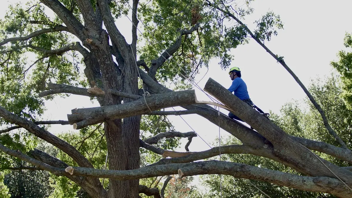 Professional Crown Thinning performed by certified arborists in Edgecomb